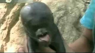 Xenomorph piglet born in Guatemala